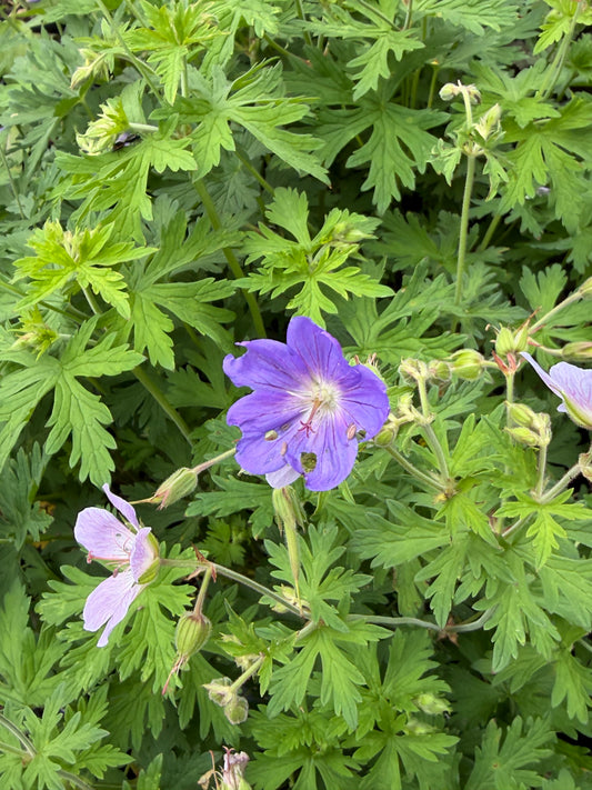 Geranium pratense 'Victor Reiter Jr'