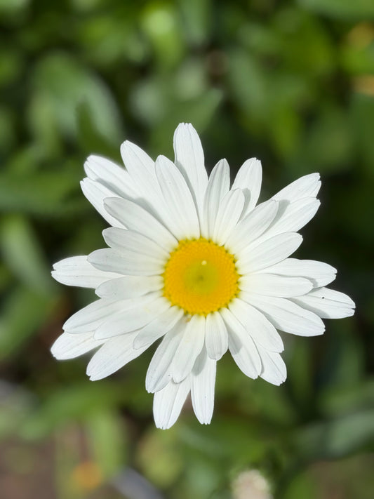 Leucanthemum x superbum 'Betsy' (Shasta Daisy)