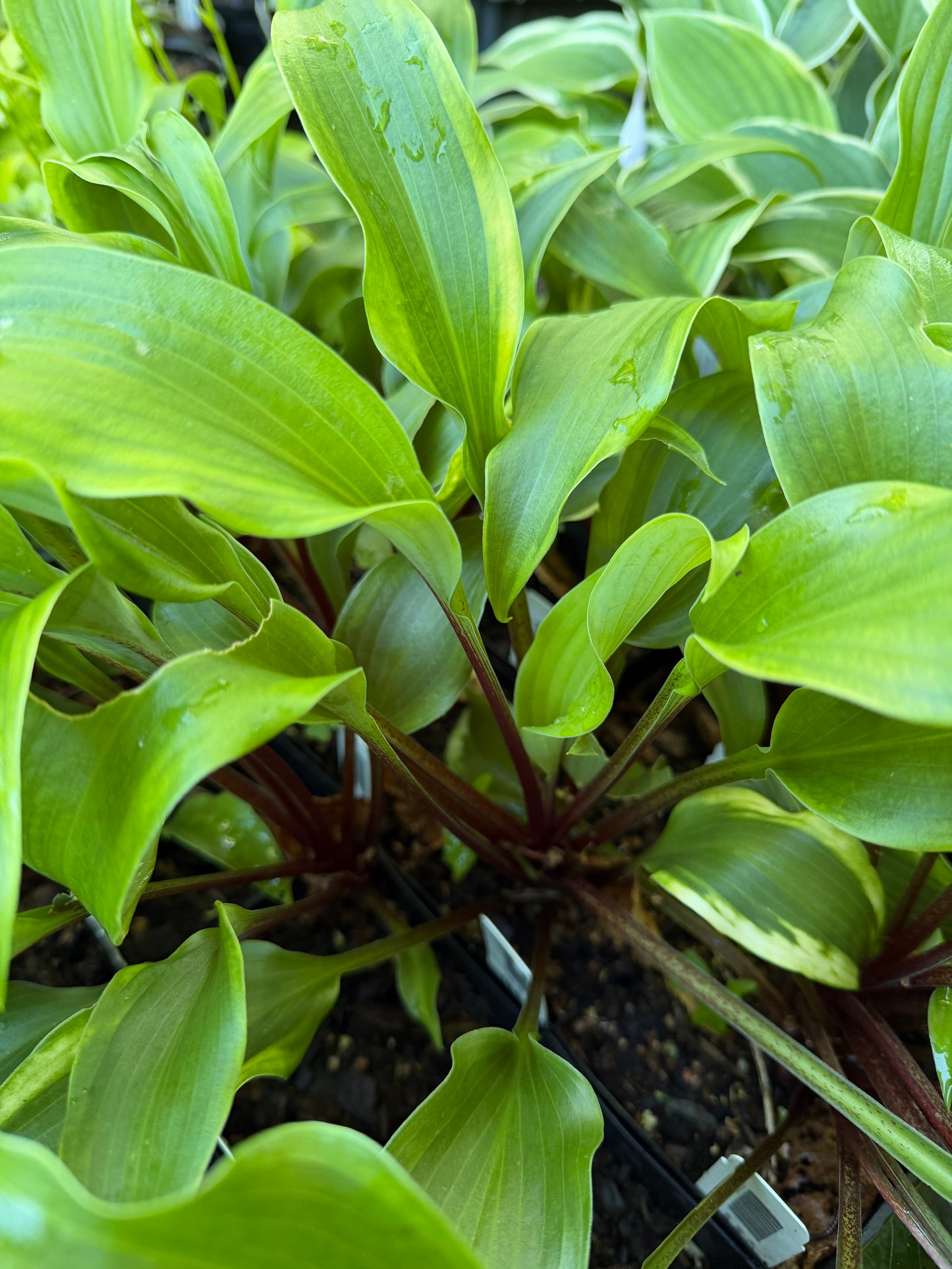 Hosta 'Monkey Business'
