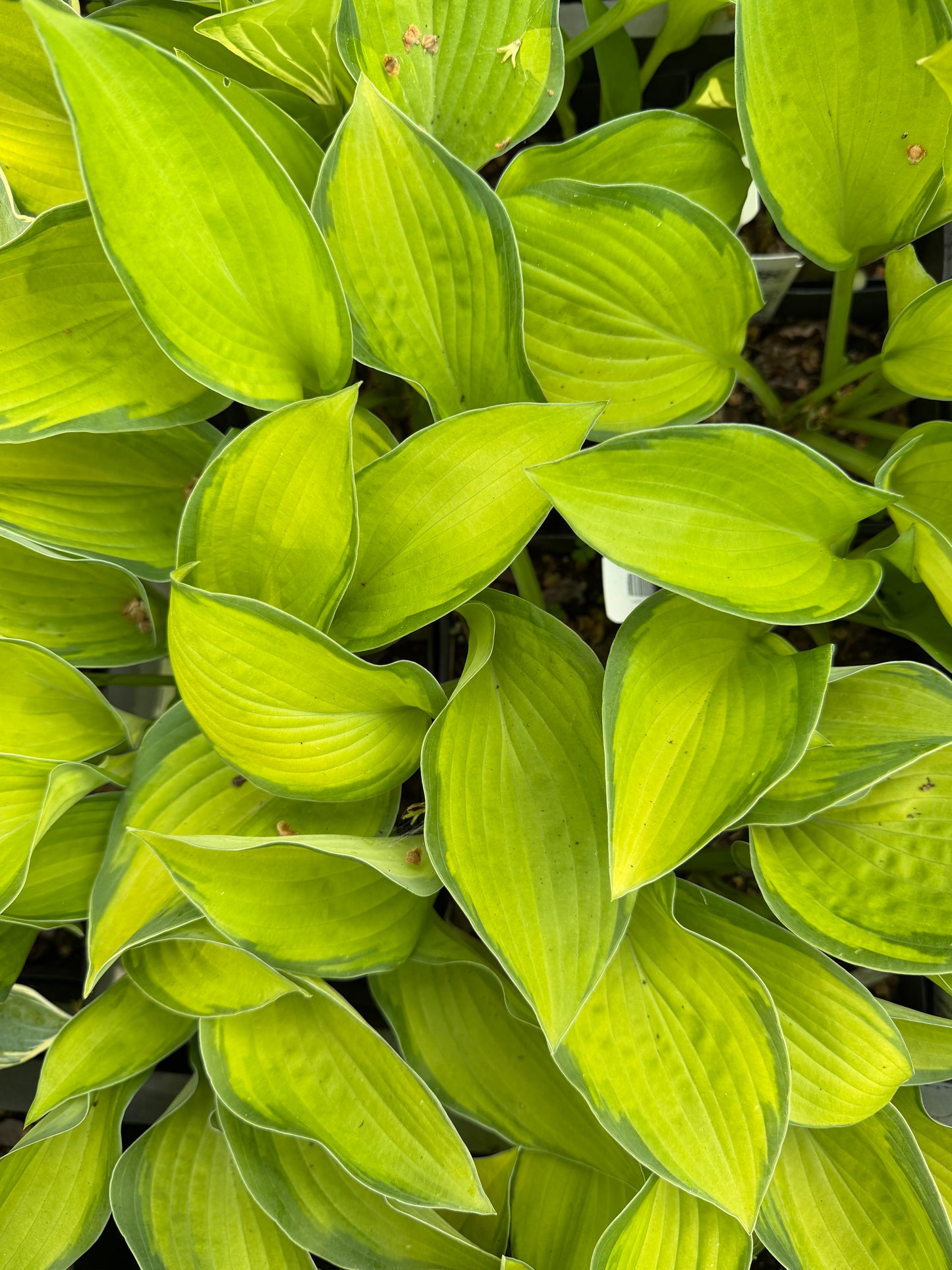 Hosta 'Super Nova'