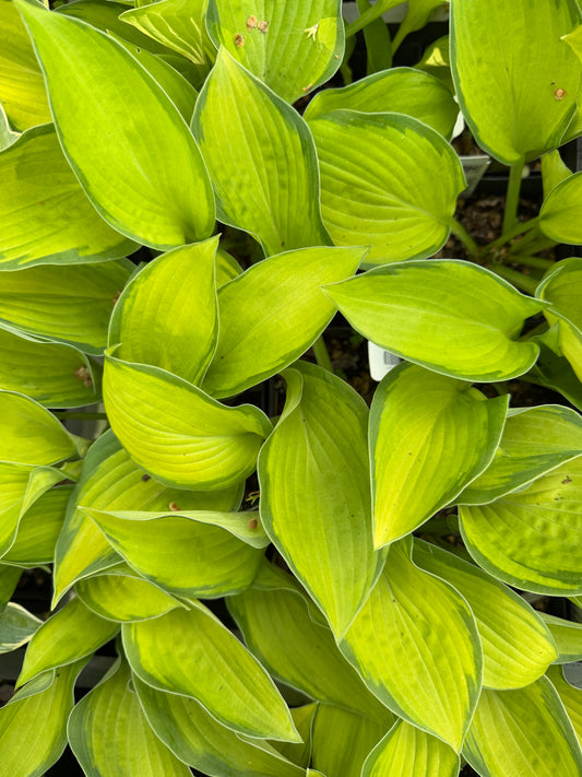 Hosta 'Super Nova'