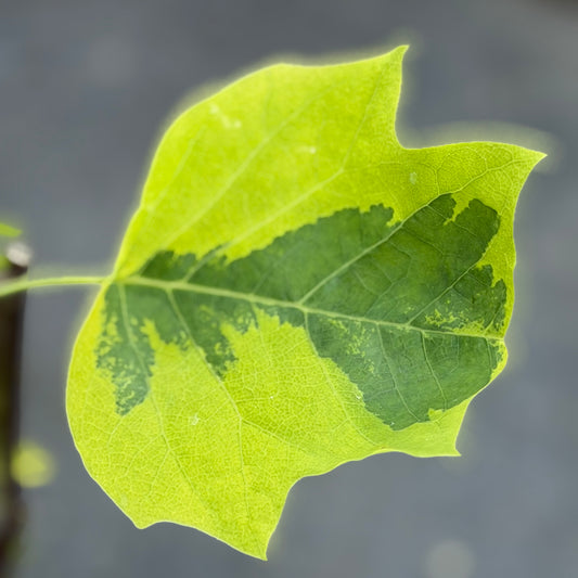 Liriodendron tulipifera 'Aureomarginatum'