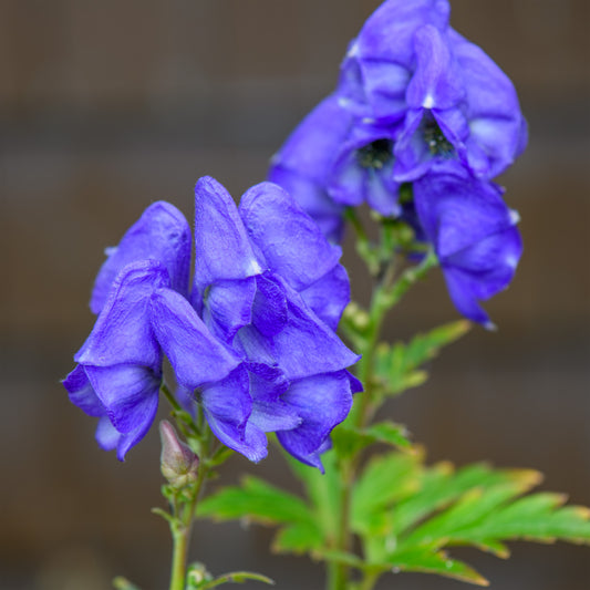 Aconitum carmichaelii 'Royal Flush' (Monkshood)