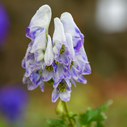 Aconitum napellus 'Bicolor' (Monkshood)