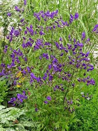 Aconitum x cammarum 'Sparks Variety' (Monkshood)