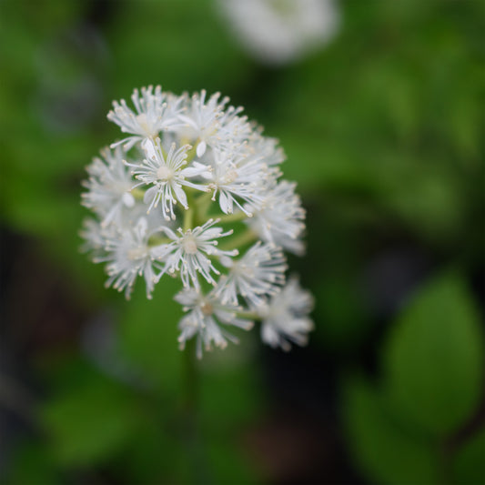 Actaea pachypoda  (Syn: A. alba)