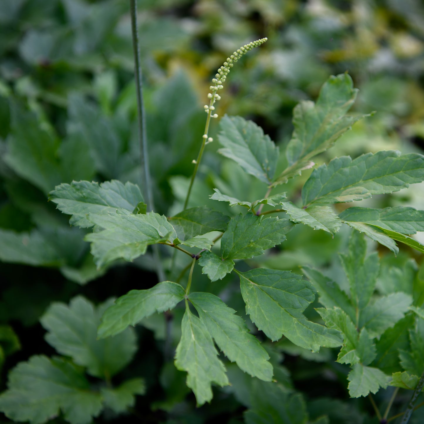 Actaea racemosa