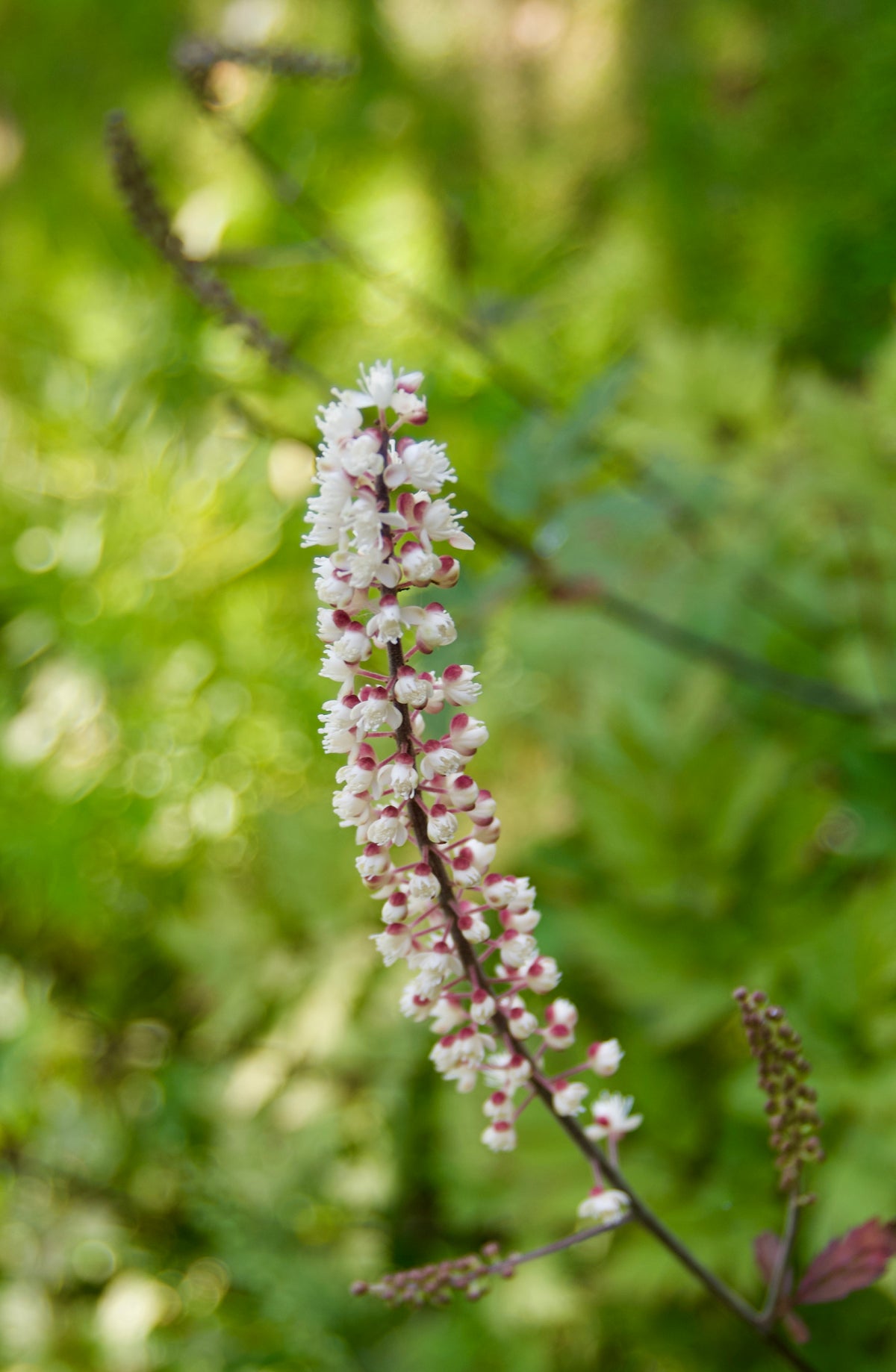 Actaea Racemora Actaea racemosa 'Atropurpurea' (Cimicifuga, Baneberry, Snakeroot ...