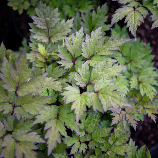 Actaea ramosa 'Pink Spike'