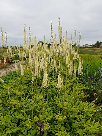 Actaea rubifolia 'Eye Catcher'