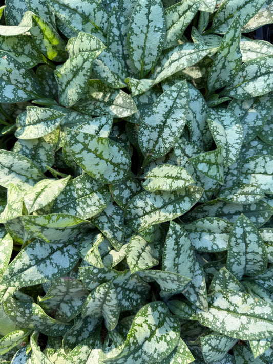 Pulmonaria x 'Opal'