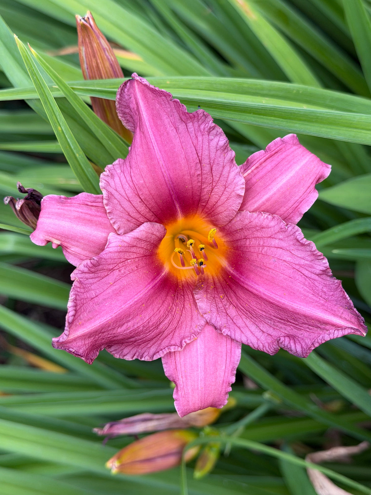 Hemerocallis 'Longfield's Pride' (Daylily)