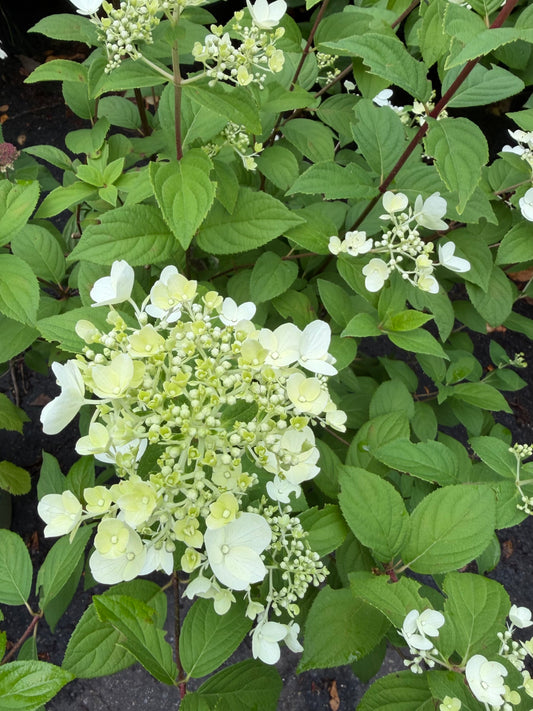 Hydrangea paniculata 'Firelight'