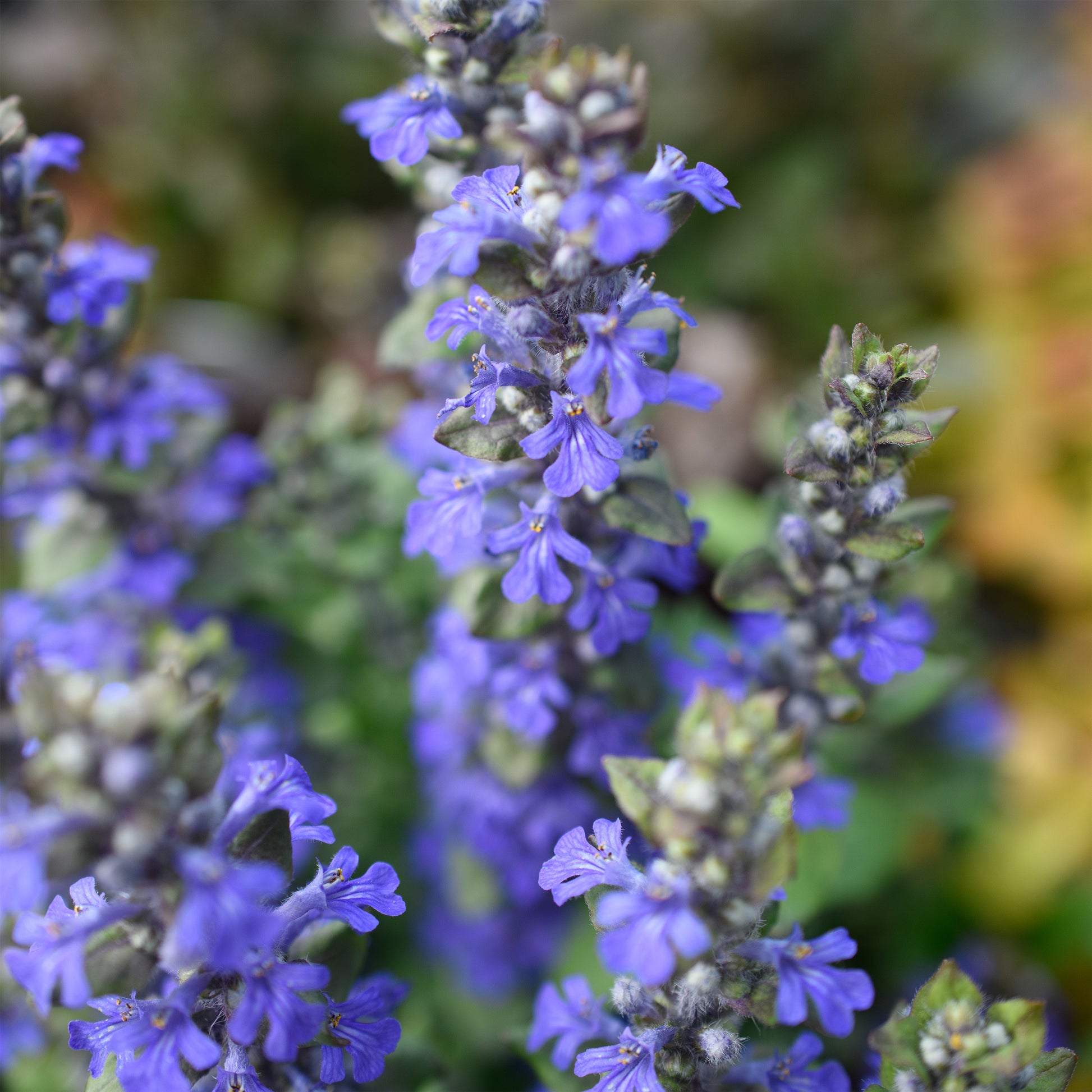 blueberry lavender plant Ajuga reptans 'Blueberry Muffin'