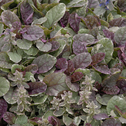 Ajuga  reptans  'Burgundy Glow'