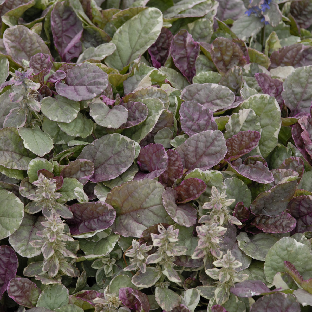 Ajuga  reptans  'Burgundy Glow'