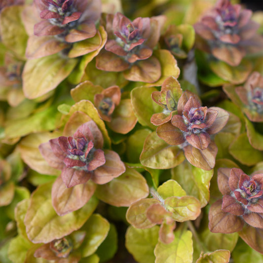Ajuga reptans Feathered Friends 'Parrot Paradise'
