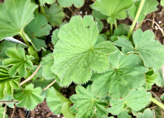 Alchemilla mollis