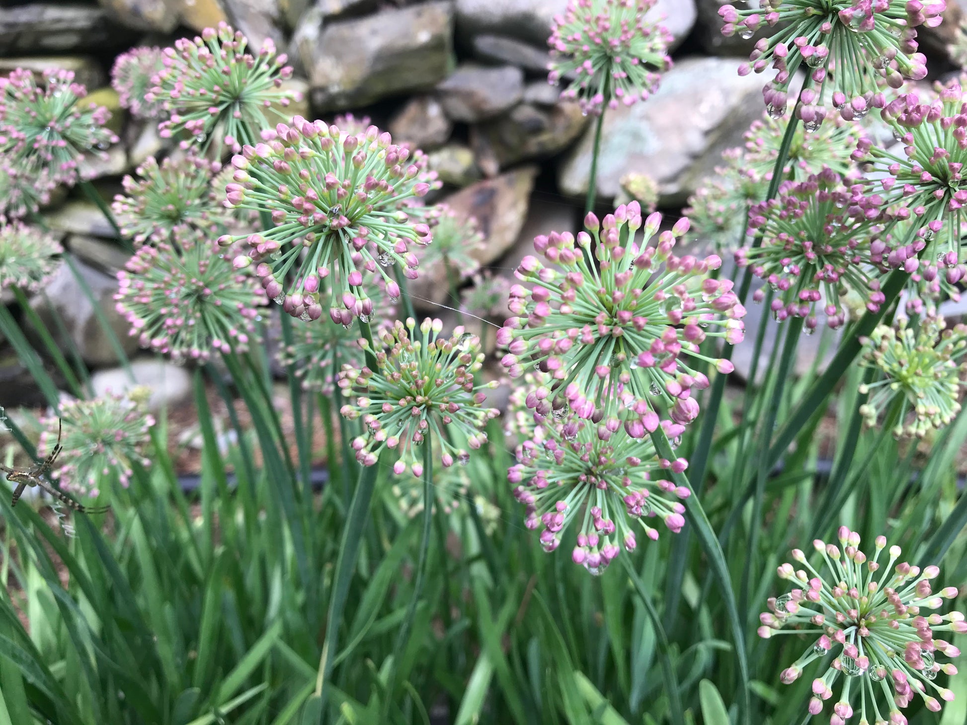allium lavender bubbles plants Allium senescens 'Lavender Bubbles' (Ornamental Onion)