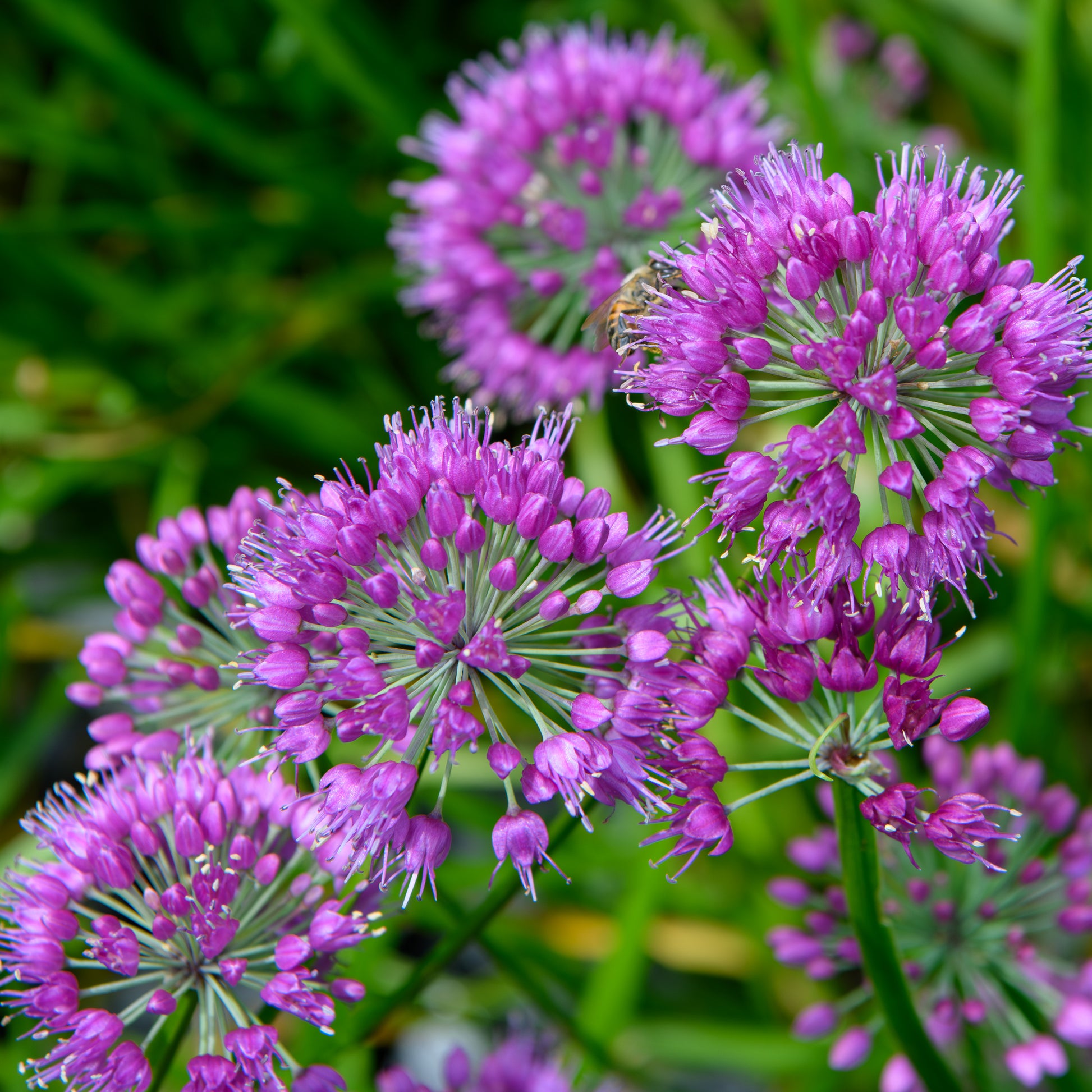 ornamental lavender plant Allium senescens 'Lavender Bubbles' (Ornamental Onion)