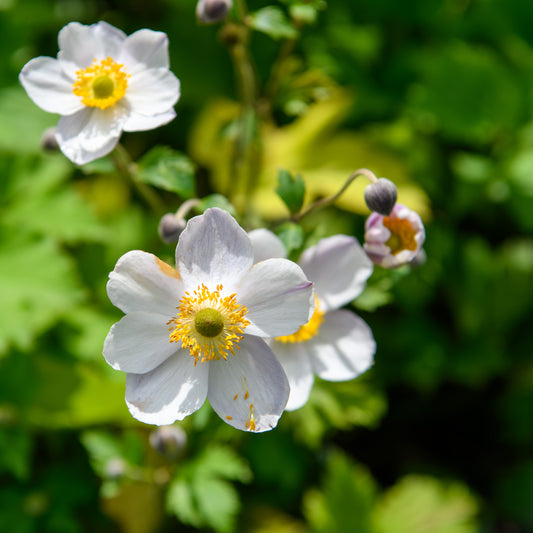 Anemone drummondii 'Elfin Swan'