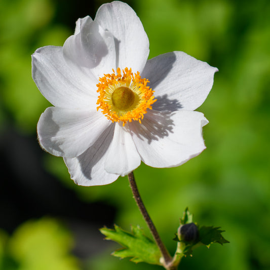 Anemone drummondii 'Elfin Swan'