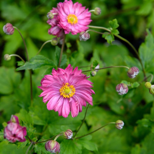 Anemone hybrida 'Fall in Love Sweetly'