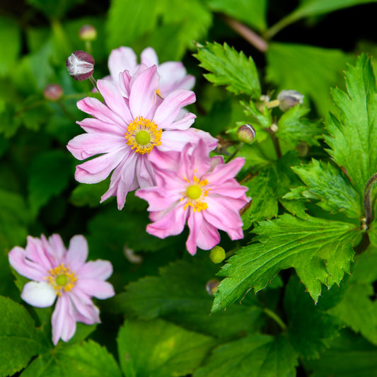 Anemone hybrida 'Pocahontas'