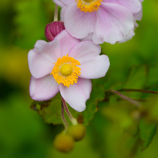 Anemone x hybrida 'September Charm'