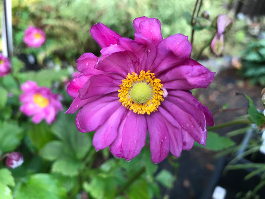 Anemone japonica  'Curtain Call Deep Rose'
