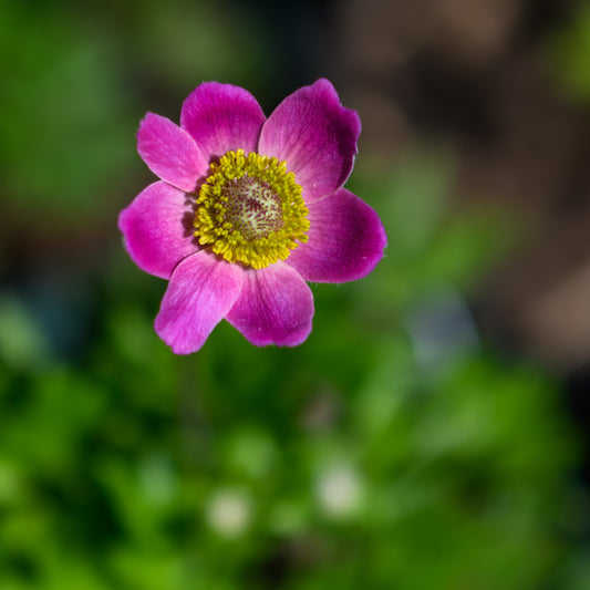 Anemone sylvestris 'Spring Beauty Pink'