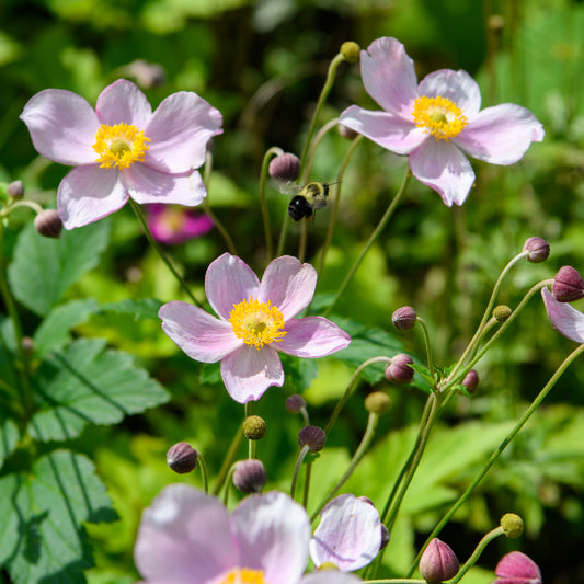 Anemone x hybrida 'Robustissima'