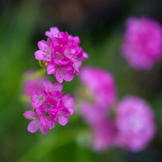 Armeria maritima 'Splendens'