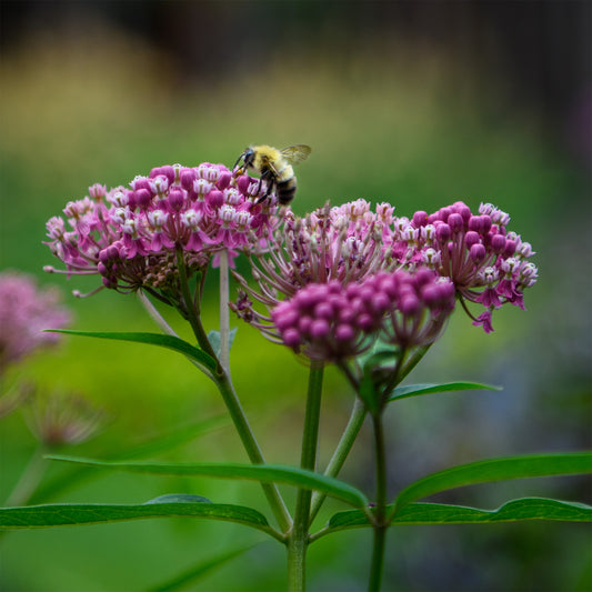 Asclepias incarnata 'Cinderella'