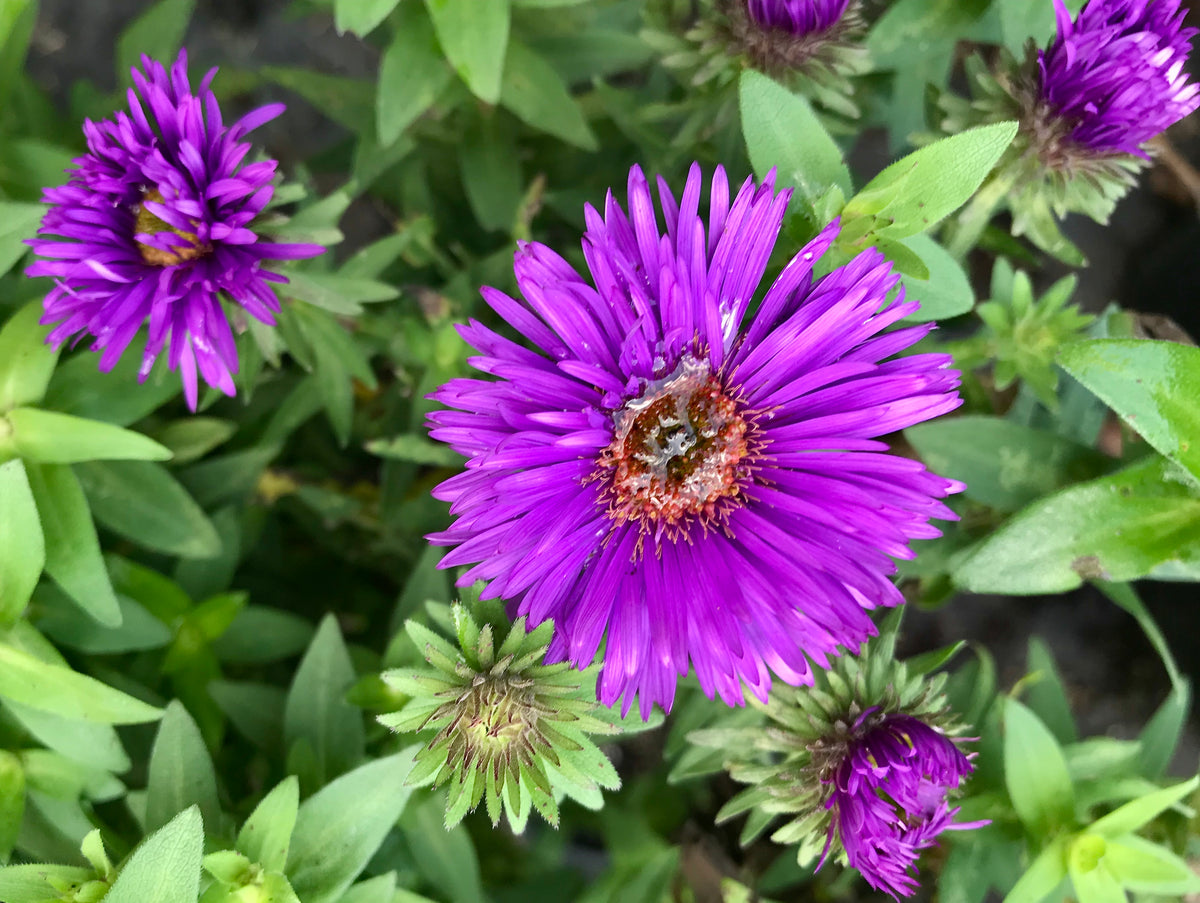 Aster novae-angliae  'Purple Dome'