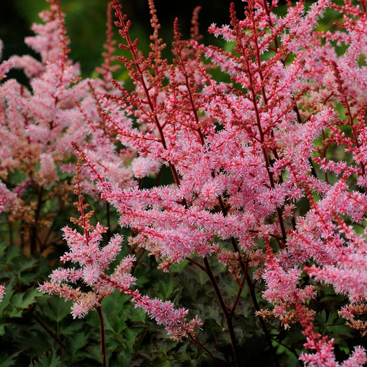 Astilbe x  'Delft Lace'