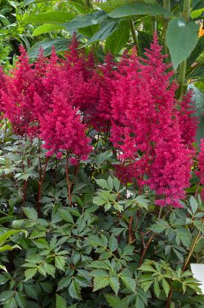 Astilbe arendsii 'Go Go Red'