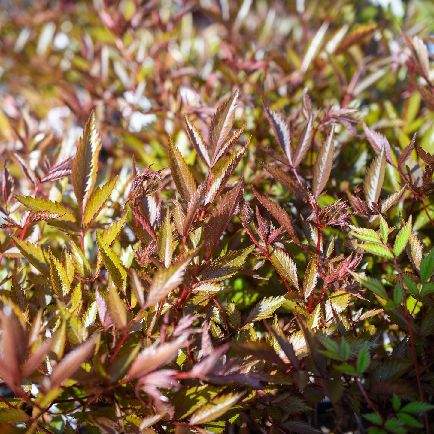 Astilbe arendsii 'Kvele'