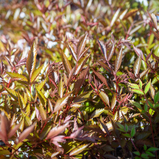 Astilbe arendsii 'Kvele'