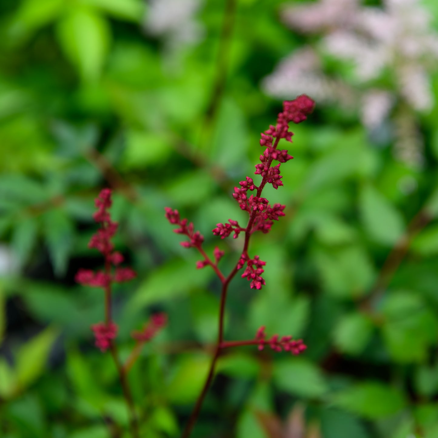 Astilbe arendsii 'Spinell'