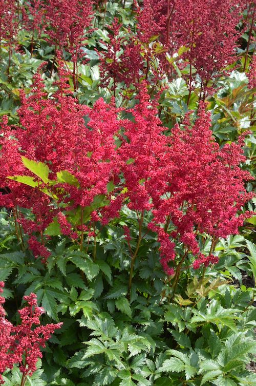 Astilbe chinensis  'Lowlands Ruby Red'