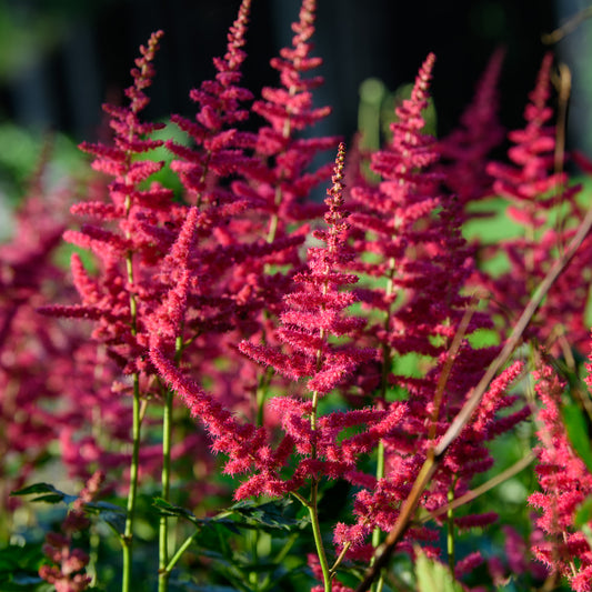 Astilbe chinensis 'Mighty Chocolate Cherry'