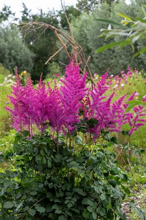 Astilbe chinensis 'Mighty™ Max'