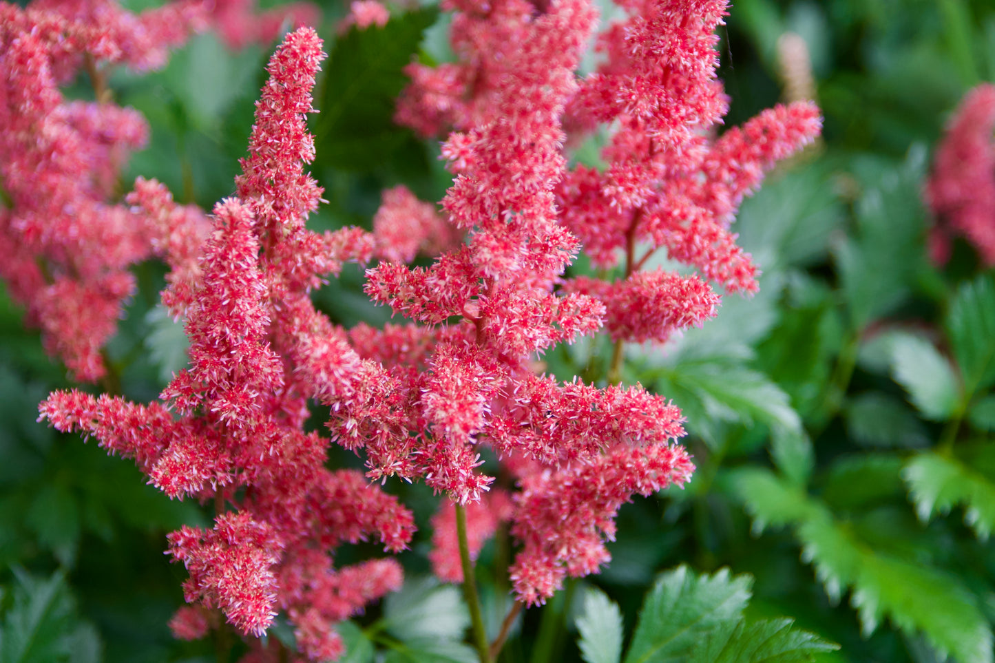 Astilbe chinensis  'Mighty Red Quinn'