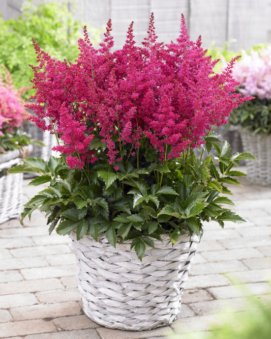Astilbe chinensis  'Younique Ruby Red'