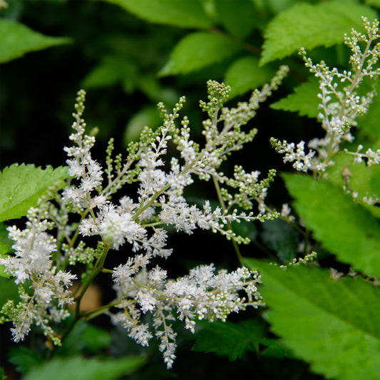 Astilbe arendsii  'White Wings'