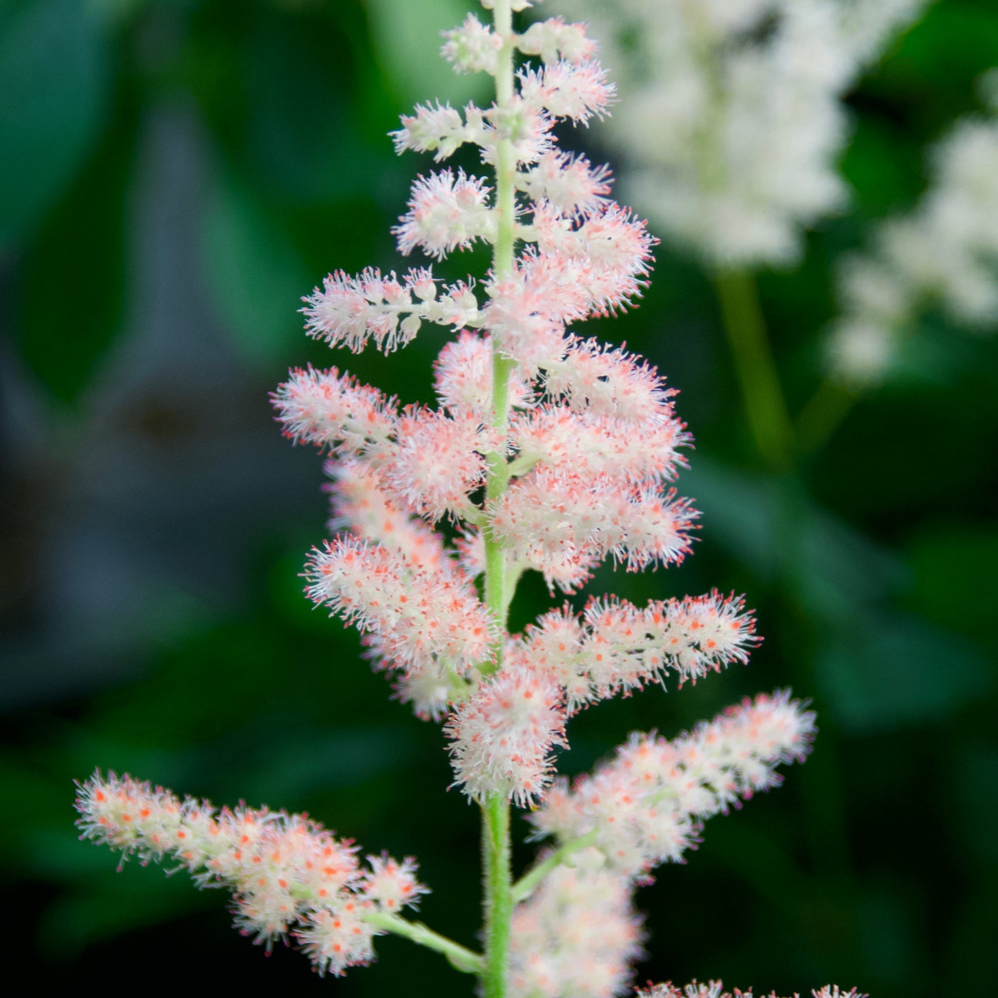 Astilbe chinensis  'Satin Pearls'