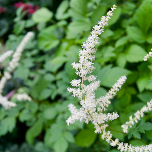 Astilbe thunbergii 'Moerheimii'