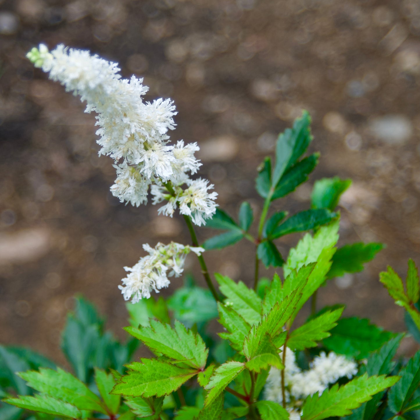 Astilbe x  'Happy Spirit'