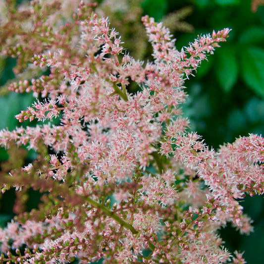 Astilbe arendsii  'Chocolate Shogun'